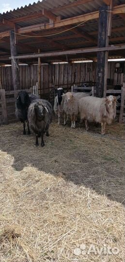 Племянные бараны