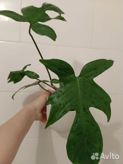 Филодендрон