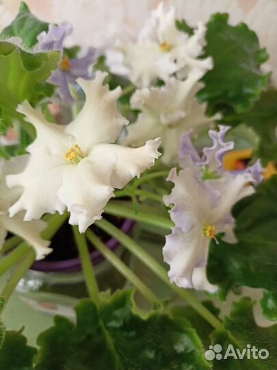 Сортовые фиалки