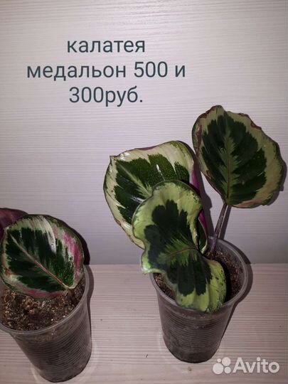 Филодендрон,бегония, калатея