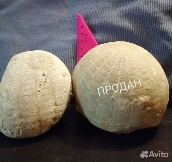 Окаменелости Аммониты (костенурки); артефакты