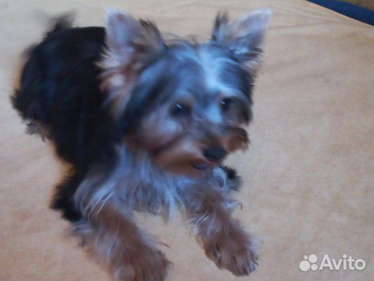 Йоркширский терьер мини беби фейс