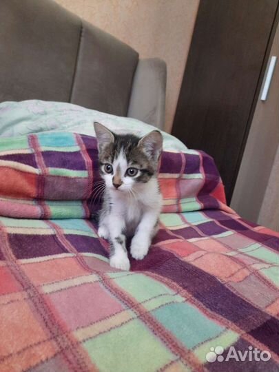 Очень милый котёнок в добрые руки бесплатно