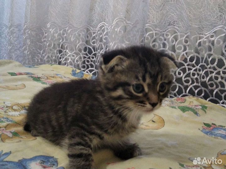 Вислоухие котята