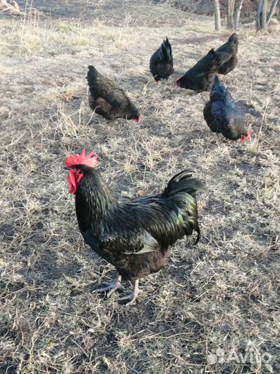 Джерсийский гигант