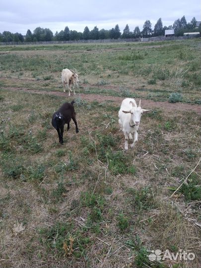 Продам козу дойную