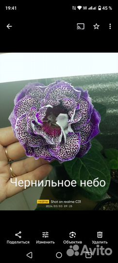 Глоксиния махровая детки