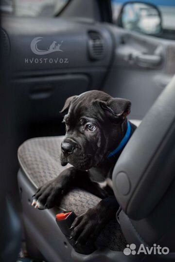 Доставка животных, перевозка животных, зоотакси