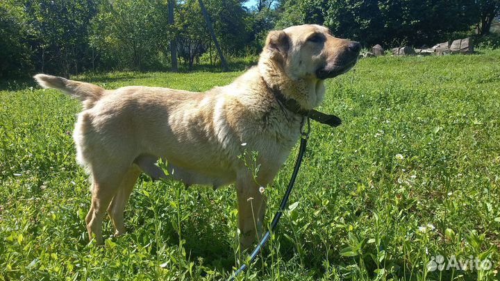 Найдена собака