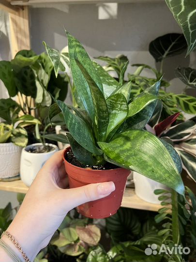 Сансиверии