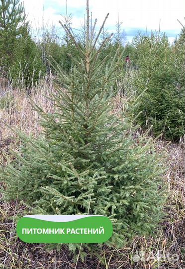 Ель обыкновенная