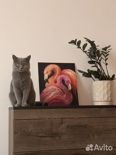 Британская кошка