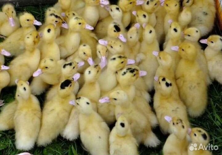 Утята, Гусята, Мулард, Цыплята