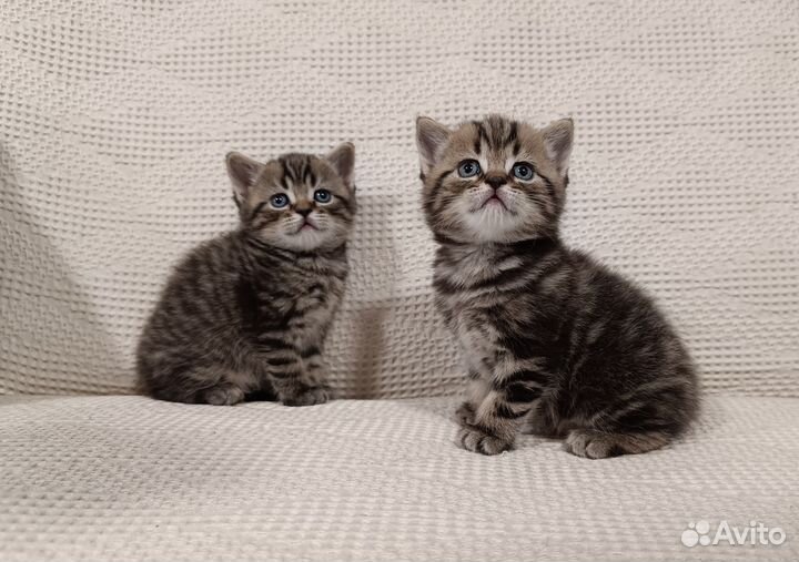 Шотландские котята