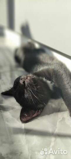 Котята бесплатно