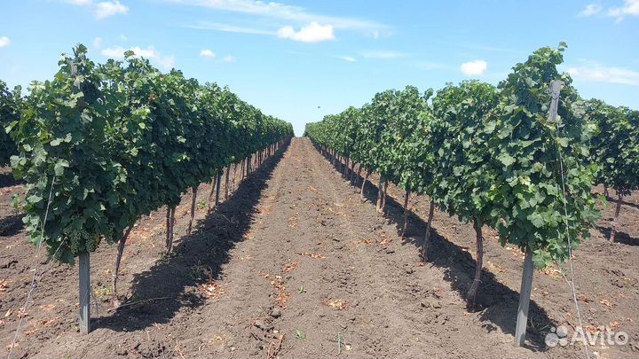 Продаётся виноградник