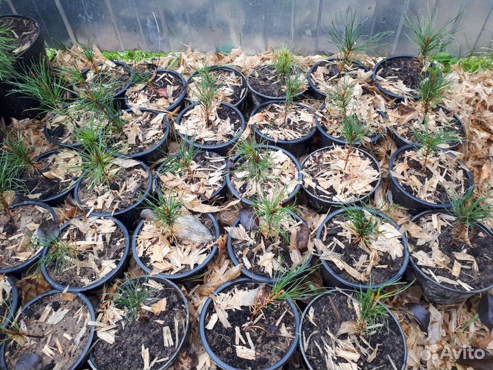 Кедр корейский