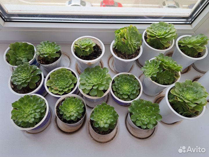 Эониум суккулент древовидный