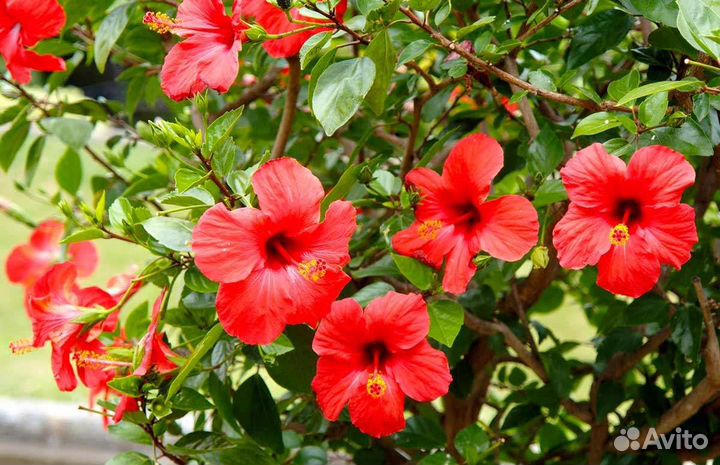 Гибискус китайская роза