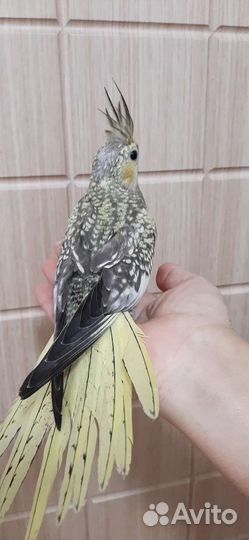 Попугай ручной Карелла Нимфа