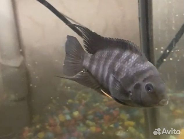 Мальки чернополосой цихлиды