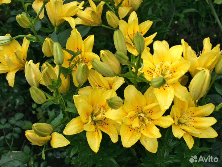 Луковицы лилии, георгины