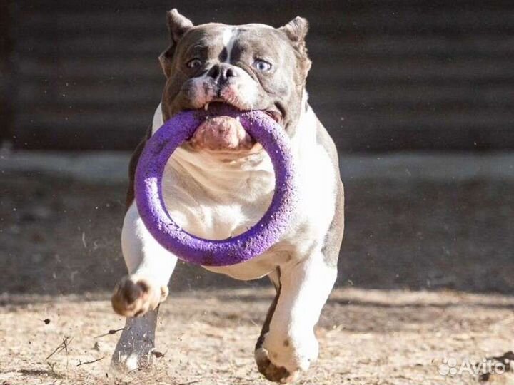 Мощный Американский Булли micro покет мальчик