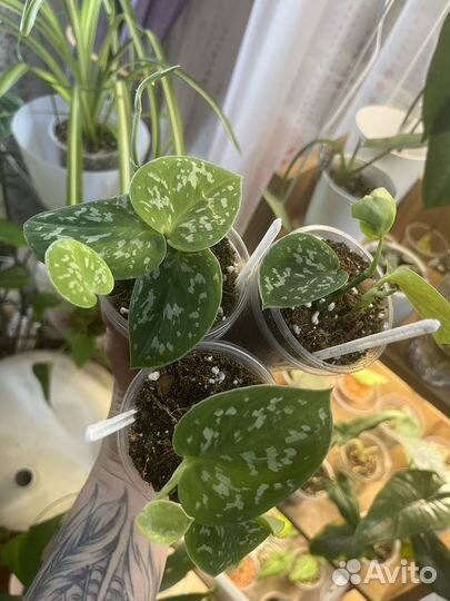 Сциндапсус / Эпипремиум