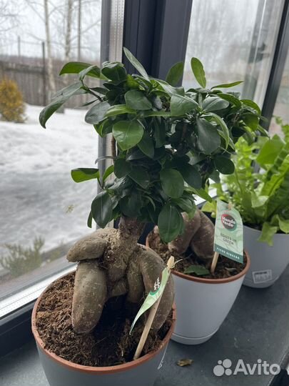 Фикус микрокарпа гинсенг