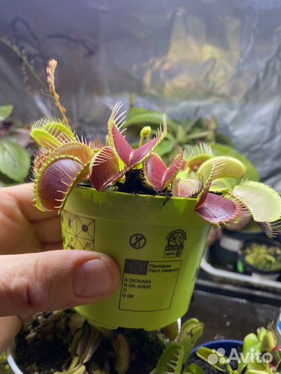 Венерина мухоловка (дионея) насекомоядные растения