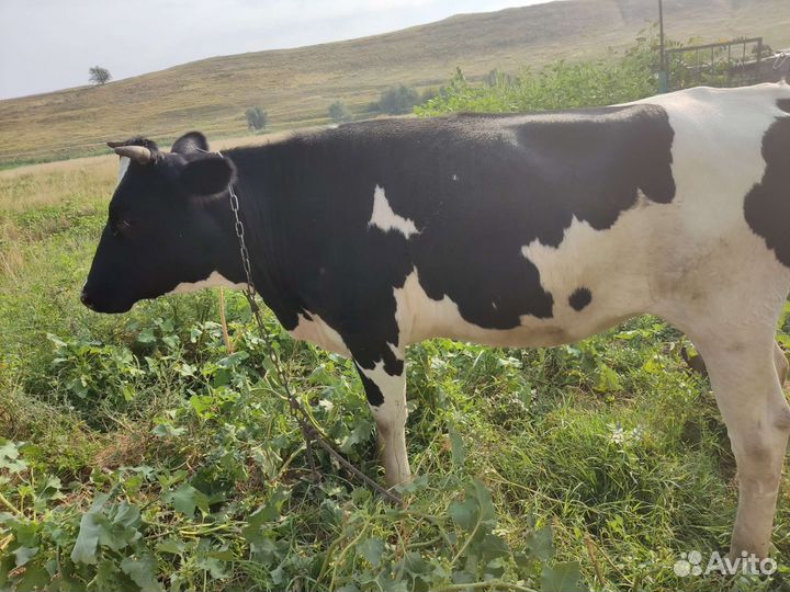 Коровы и телки стельные