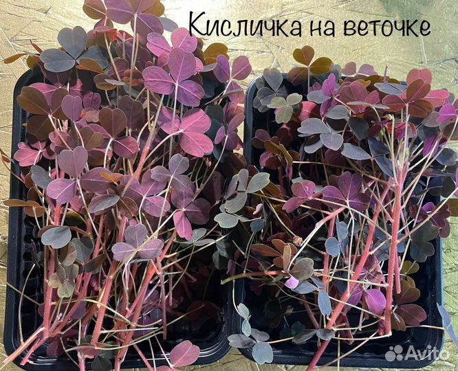 Устричный лист,шисо, кислица