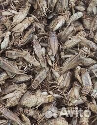 Замороженные сверчки (банановые)