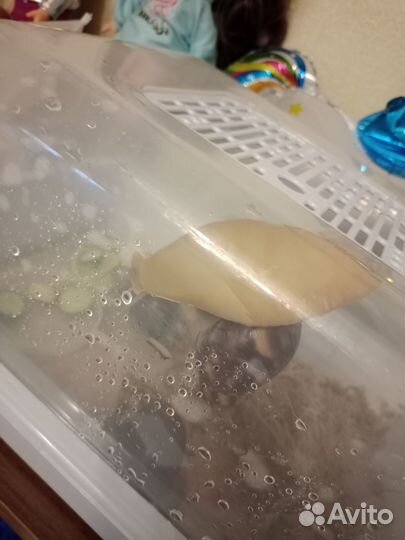 Отдам в добрые руки улиток ахатин