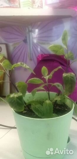 Джинура. Шпинат долголетия