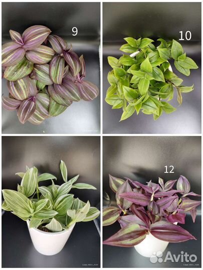 Традесканция редкие сорта более 40 разновидностей