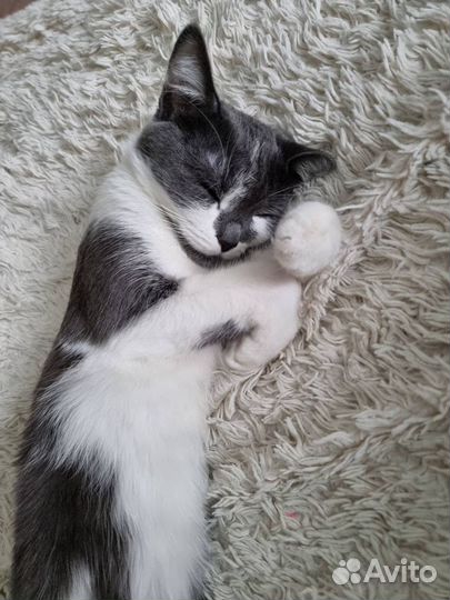 Кошка 4 года