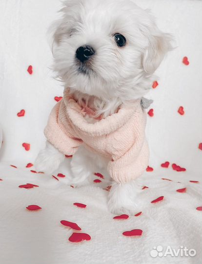 Мальтезе мини