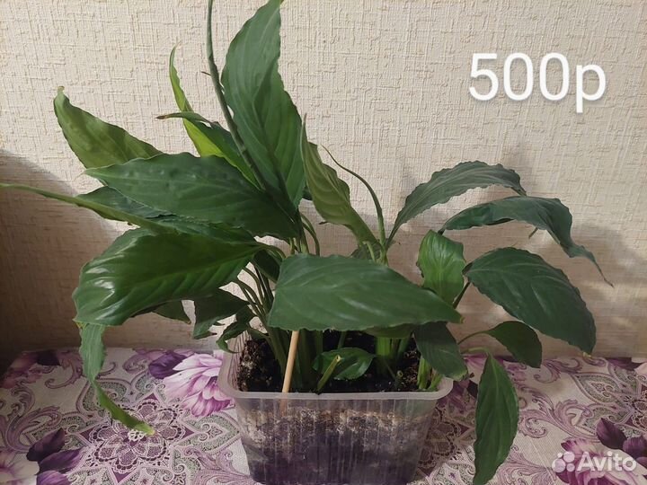 Спатифиллум