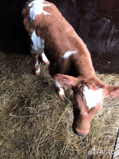 Телята бычки тёлки бесплатная доставка