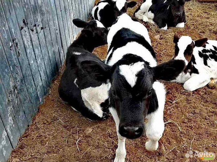 Продаются бычки черно-пестрые