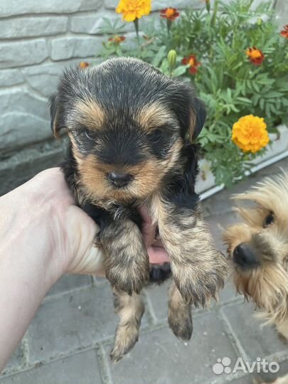 Йоркширский терьер