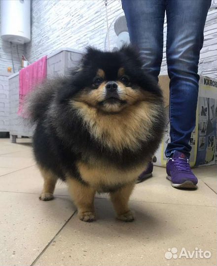 Померанский шпиц (вязка)