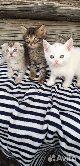 Котята в добрые руки