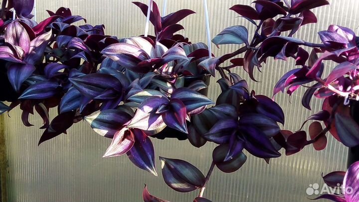 Традесканция Зебрина