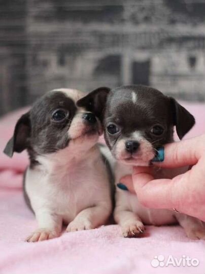 Чишки малышки