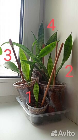 Сансевиерия щучий хвост