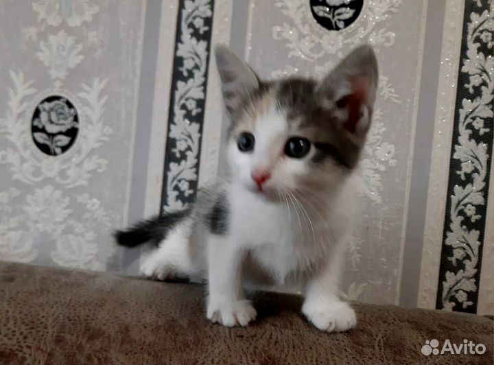 Котенок девочка