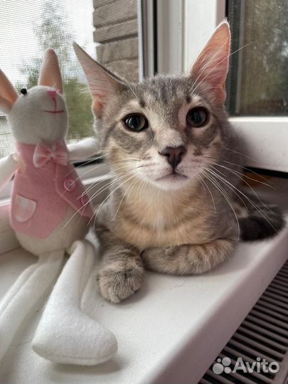 Котята в добрые руки бесплатно