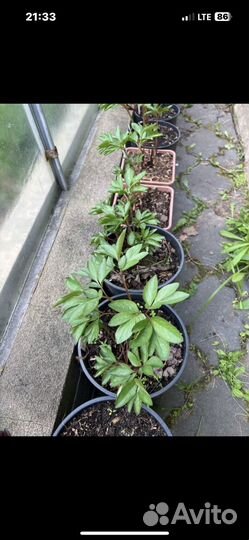 Пион Etched Salmon, ито-гибрид New Orange